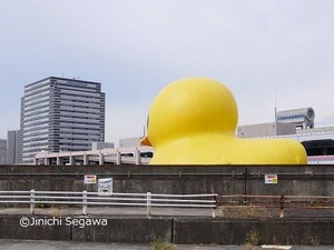 ラバー・ダック