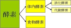 酵素