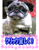 にほんブログ村 犬ブログ パグへ