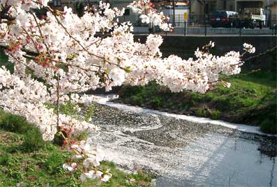 野川 川面2