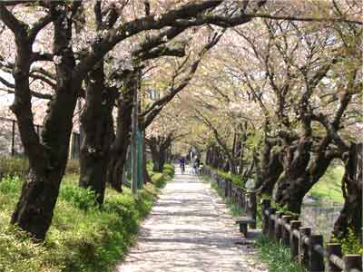 根川葉桜-1