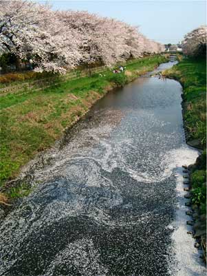 野川 川面1