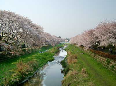 野川 遠景