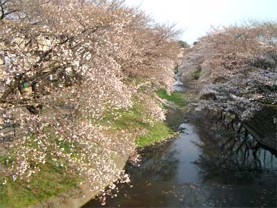 negawa_sakura_1
