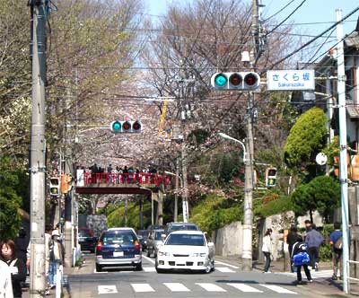 sakurazaka_1