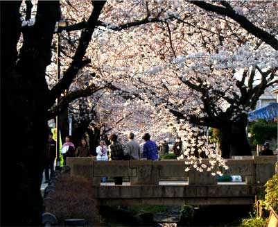 呑川 写真