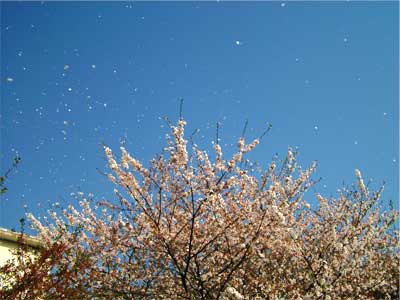 散花