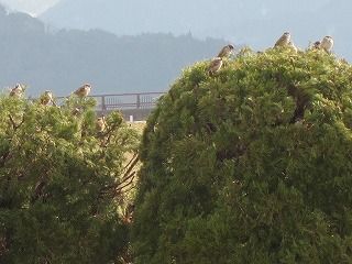 IMG_0437
