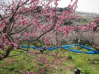 IMG_0392