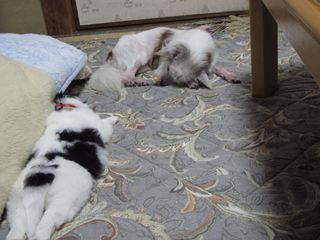 ����ϯ005_R