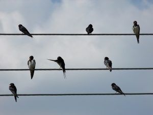birds-300x225