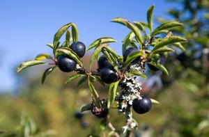 sloe_berries_400