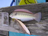 fish2006e