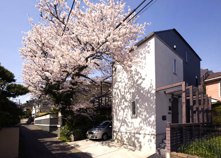 茂山桜です