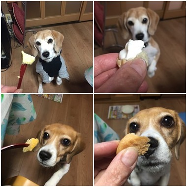 こんにゃくガオひび