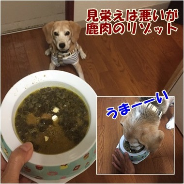 ガオディナー