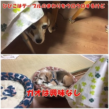 晩御飯の様子