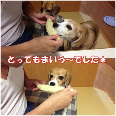真珠もろこし