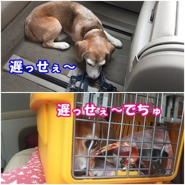 車待機