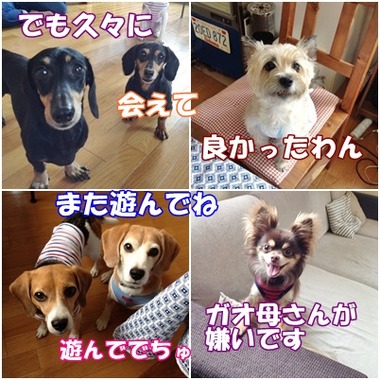 熟女子会わんこ