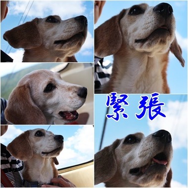ガオ緊張