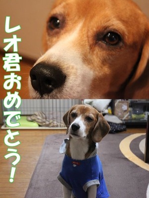 レオ