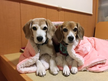 ガオひび3