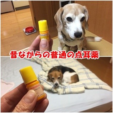 耳