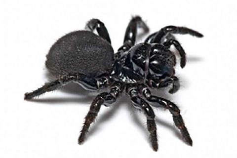 spiders_au_mouse-1030x686