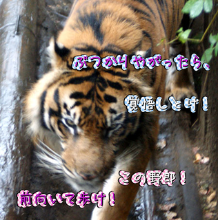 大虎