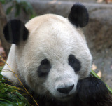 panda