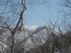 枝の間から豪士山