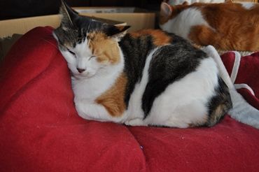 DSC_0318a