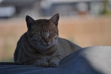 DSC_0234a