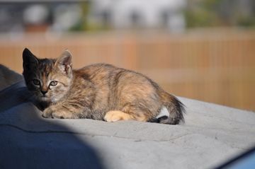DSC_0233a