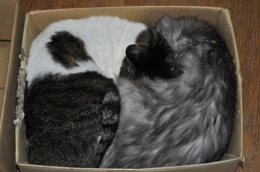 DSC_0226a