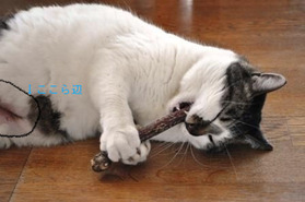 BlogPaint