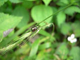 062901asganesaruhamushi