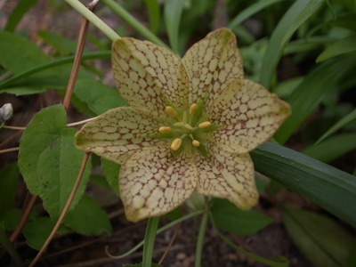 RES01566