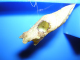 080401kiseibachi