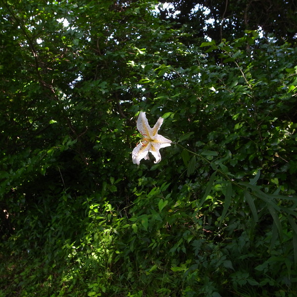 R0085558