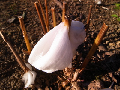 R0088906