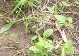 070304yamakagashi2