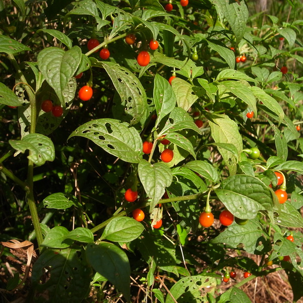 R0079609
