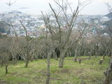 s0601sengenyamahyoshi