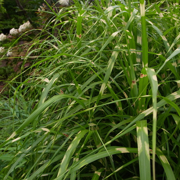 RIMG53585