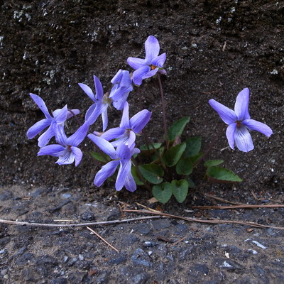 RIMG11182