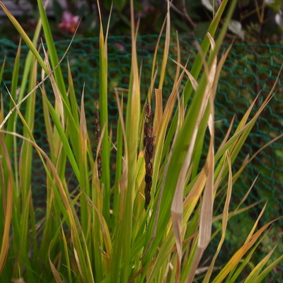 R0070116