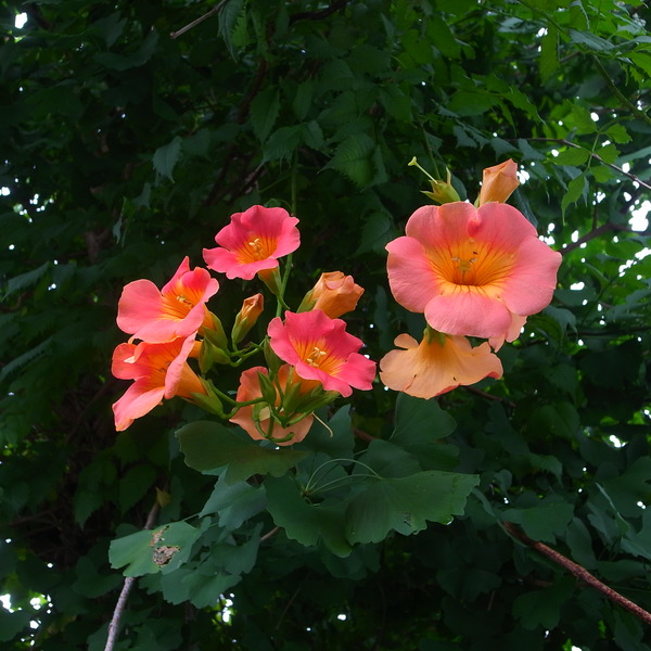 R0086043