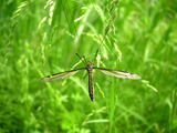 050402gaganbo